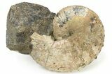 Iridescent Ammonite (Jeletzkytes) Fossil - Wyoming #180836-1